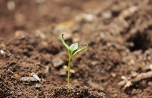 Hallott már a talaj világnapjáról? Tegnap volt