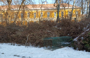 Rókacsapdákkal próbálkozik a város