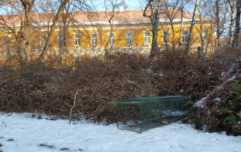 Rókacsapdákkal próbálkozik a város