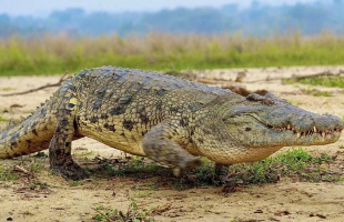 Ősi, szárazföldi krokodil maradványait találták meg a Bakonyban