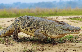 Ősi, szárazföldi krokodil maradványait találták meg a Bakonyban
