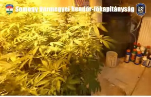 Drogfogás Somogyban és Pest vármegyében