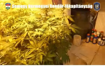 Drogfogás Somogyban és Pest vármegyében