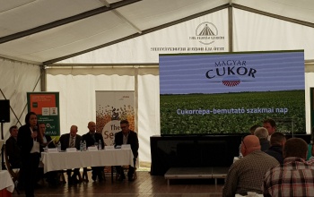 Átlagos lesz az idei cukorrépatermés