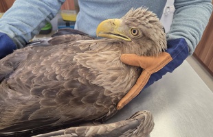 Fenséges ragadozót mentettek a Balatonnál