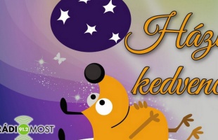 Hogyan vészelhetjük át a kedvenceink vedlési időszakát?