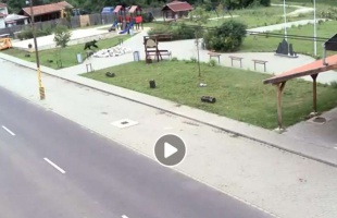 Visszatért a kóbor medve?