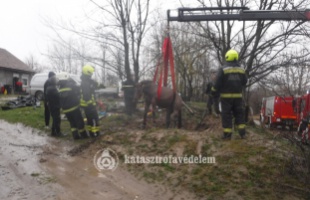 Emésztőgödörből mentettek ki egy lovat a kaposvári rendőrök