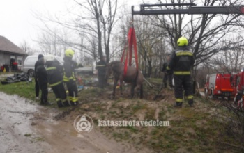Emésztőgödörből mentettek ki egy lovat a kaposvári rendőrök