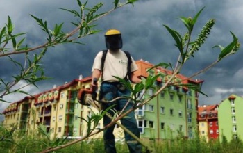 Enyhülést hoz az eső az allergiásoknak
