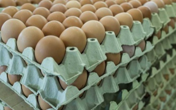 Húsvétkor az éves tojásmennyiség 8-10 százalékát adják el