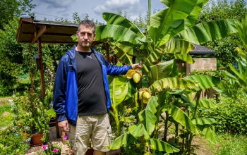 Valami nagyon más idén: Kaposváron is érik a banán