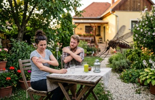 A szúnyogok jobban bírják a meleget, mint gondoltuk