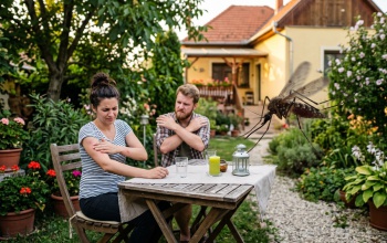 A szúnyogok jobban bírják a meleget, mint gondoltuk