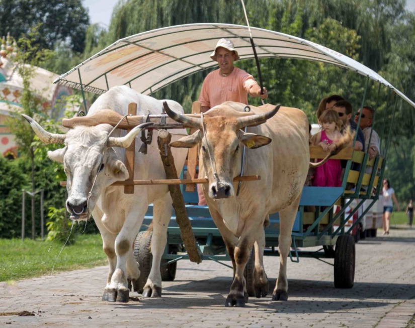 Fotó: bucsu.krisnavolgy.hu