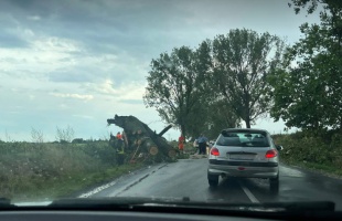 Az útra dőlt egy fa Kaposmérő és Bárdudvarnok között