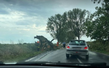 Az útra dőlt egy fa Kaposmérő és Bárdudvarnok között