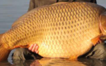 Nem vicc: egy Gyékényesről eltűnt 30 kilós pontyot keresnek