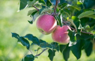 Jóval az átlag alatt van az idei almatermés