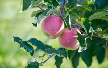 Jóval az átlag alatt van az idei almatermés