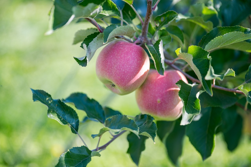 Fotó forrása: NAK / Lévai Zsolt