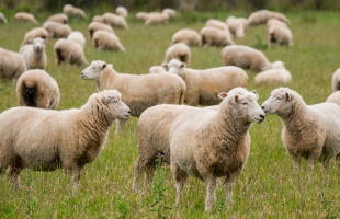 Megjelent a kiskérődző ágazat állatjóléti támogatása