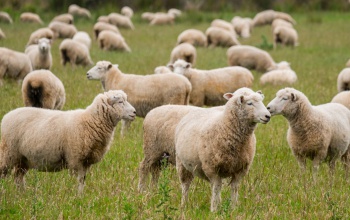 Megjelent a kiskérődző ágazat állatjóléti támogatása