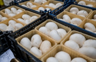 Magyarország az egyik legnagyobb gombatermelő Európában