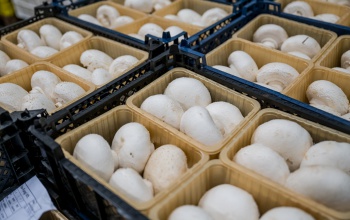 Magyarország az egyik legnagyobb gombatermelő Európában