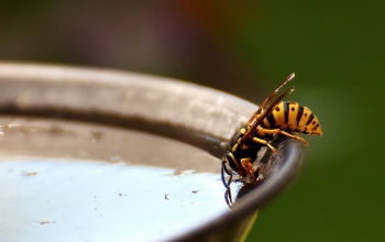 Az anaphylaxia a nyár egyik legveszélyesebb reakciója – életet menthet a gyors felismerés