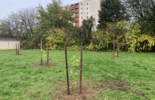 Siófok is csatlakozott a Nemzeti Faültetés Napjához