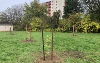 Siófok is csatlakozott a Nemzeti Faültetés Napjához
