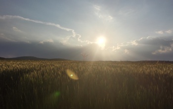 Alacsony árakat hozott a bőséges termés