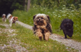 Megkezdte működését a Magyar Állatvédelmi Élelmiszerbank