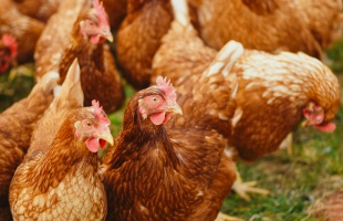Megjelent az őshonos állatok tartását támogató pályázati felhívás