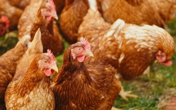 Megjelent az őshonos állatok tartását támogató pályázati felhívás