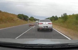 Durva őzgázolás a kaposvári elkerülőn