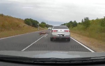 Durva őzgázolás a kaposvári elkerülőn