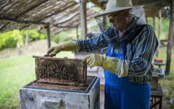 Fogják a fejüket a méhészek, negatív eredményeket produkált a tavalyi év