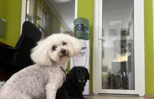 Ez a nap a négylábú barátainké – ma van a kutyák világnapja