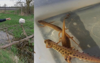 Előbújnak a gőték a Nagyberekben