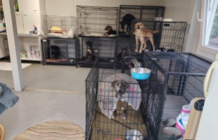 Állatorvosi szoba épül a kaposvári állatmenhelyen