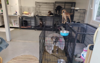 Állatorvosi szoba épül a kaposvári állatmenhelyen