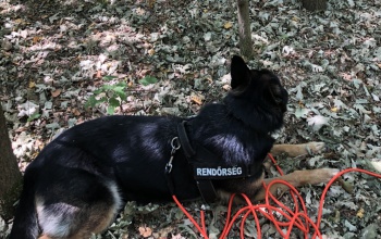Újabb illegális bevándorlókat fogtak el Somogyban