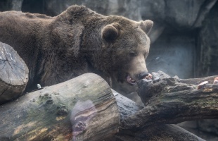 A medve nem volt ma ledermedve, és az árnyékát sem látta meg