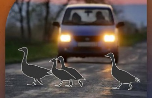 Elütött állat az úton – mi történik a bejelentés után?