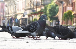 Másfélszáz galambbal kevesebb van Kaposváron