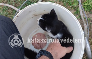 Kútba esett cicát mentettek a barcsi tűzoltók