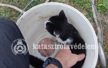 Kútba esett cicát mentettek a barcsi tűzoltók