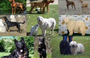 Megszűnhet a nem magyar kutyafajták tenyésztőinek hatósági felügyelete